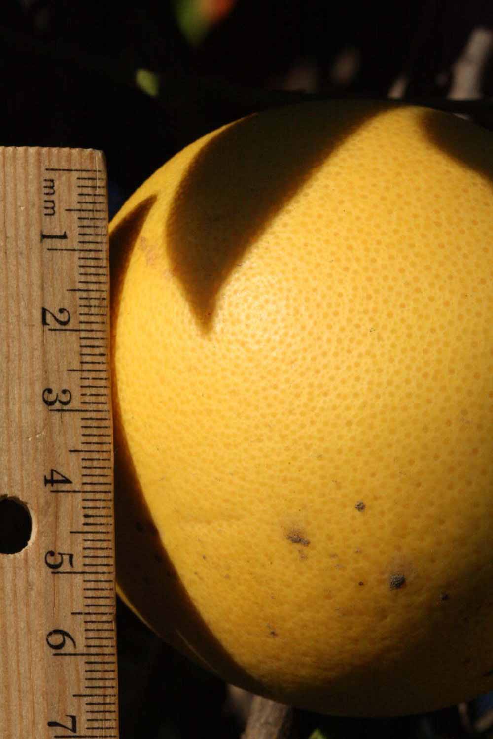              Fruit (Riverside, CA)       